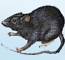 老鼠的�N�
